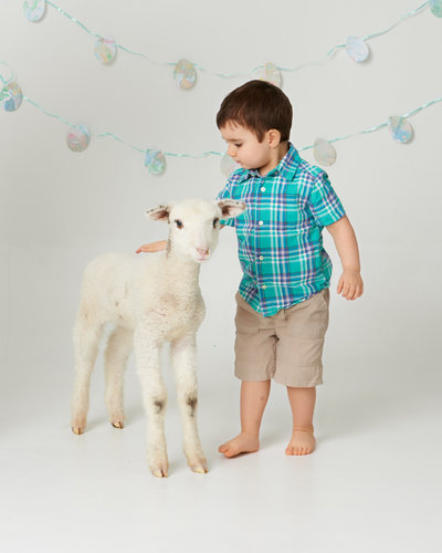 boy with baby goat animals spring photos